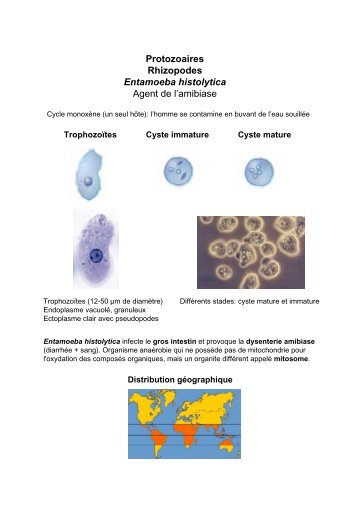 Protozoaires Rhizopodes Entamoeba histolytica Agent de l ... - Free