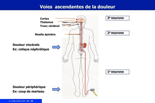 Les VOIES DE LA DOULEUR - docsamu