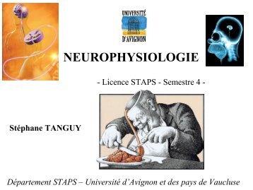 neurophysiologie - STAPS AVIGNON - Université d'Avignon et des ...