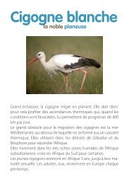 Cigogne blanche - La Salamandre