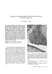 prenatal development of the human pelvis and acetabulum - Acta ...