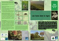 N°4 - Les haies dans la vigne - Chambre d'agriculture du Bas-Rhin