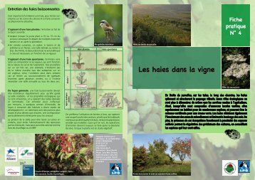 N°4 - Les haies dans la vigne - Chambre d'agriculture du Bas-Rhin