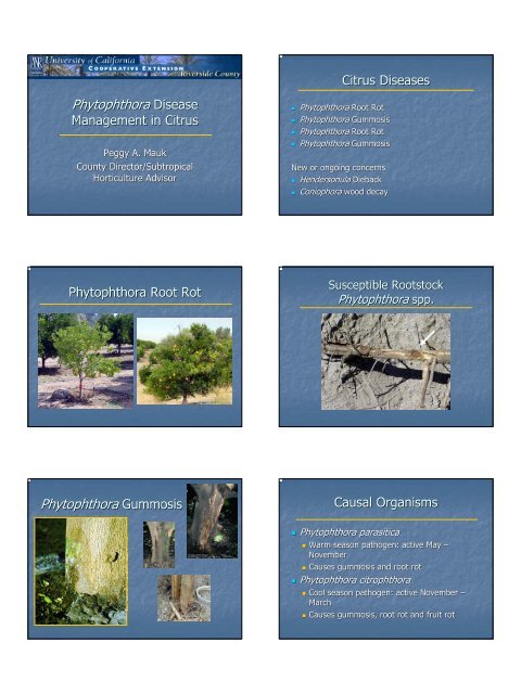Phytophthora Disease Management in Citrus - 6 slides per page