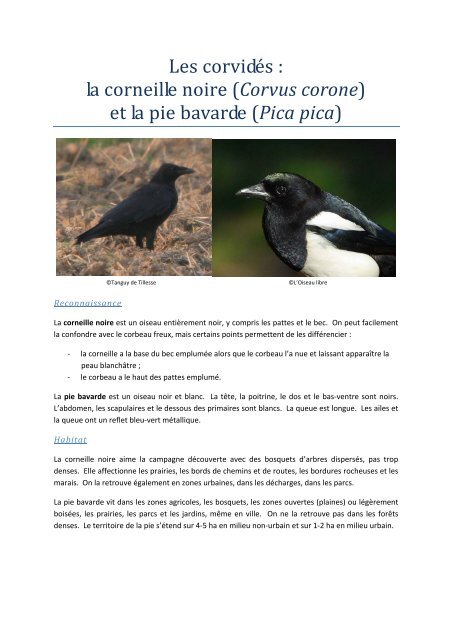 Les Corvidés La Corneille Noire Corvus Corone Faune