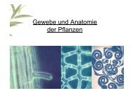 Gewebe und Anatomie der Pflanze