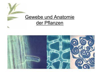 Gewebe und Anatomie der Pflanze