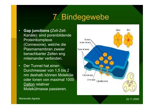 Gewebe (Zoologie)