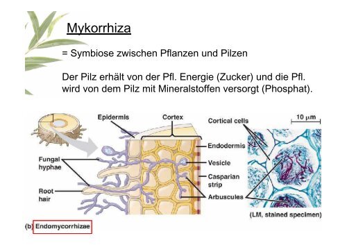 Gewebe und Anatomie der Pflanze 2