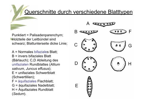 Gewebe und Anatomie der Pflanze 2