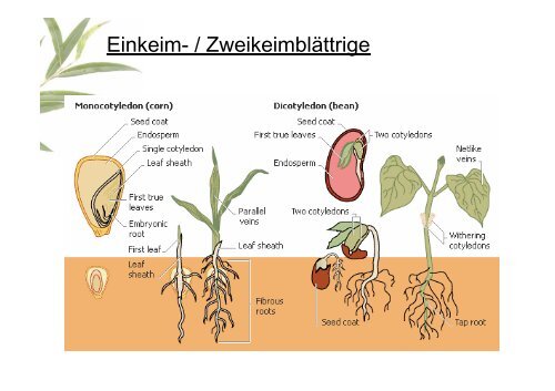 Gewebe und Anatomie der Pflanze 2