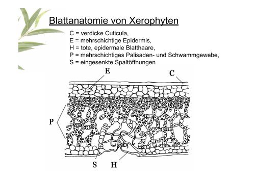 Gewebe und Anatomie der Pflanze 2