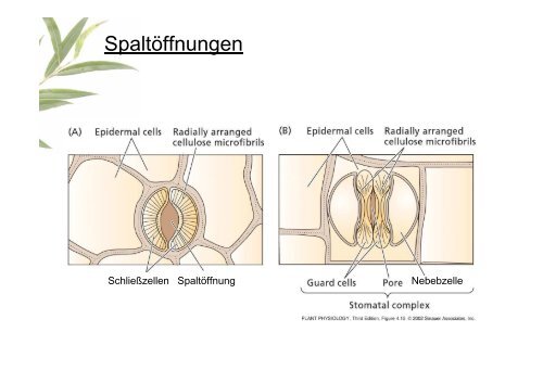 Gewebe und Anatomie der Pflanze 2