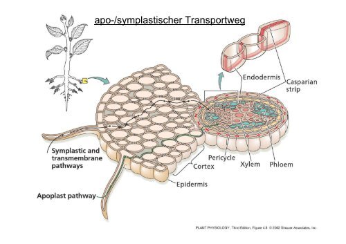 Gewebe und Anatomie der Pflanze 2