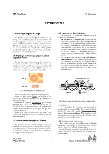ÉRYTHROCYTES - Faculté de médecine de Montpellier
