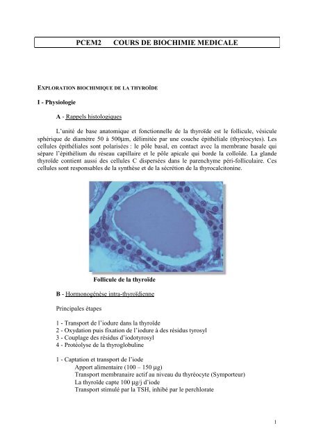 Exploration biochimique de la thyroïde - Santé Nantes - Université ...