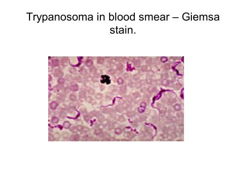 Economically Important Parasitic Diseases of animals (10794.94 KB)