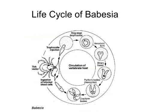 Economically Important Parasitic Diseases of animals (10794.94 KB)