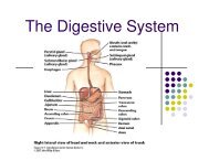 The Digestive System