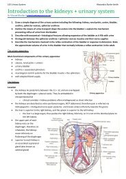 Introduction to the kidneys + urinary system