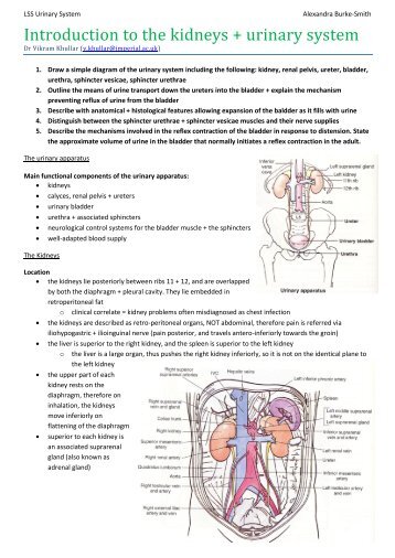 Introduction to the kidneys + urinary system