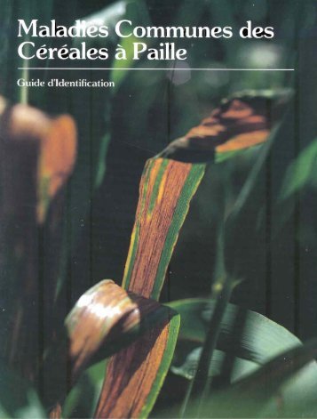 Tache septorienne - cimmyt