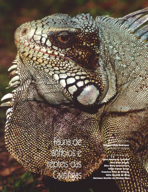 Fauna de anfíbios e répteis das Caatingas - Ainfo