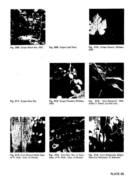 multilingual compendium of plant diseases