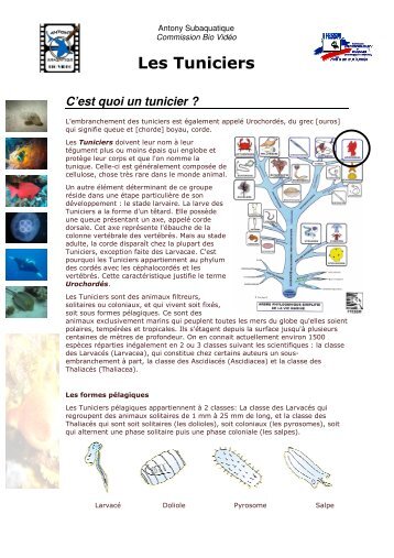 Les Tuniciers - Blog de Plongée Sous Marine