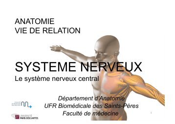 cours 14 système nerveux central 2011-2012.pdf - A-SynC