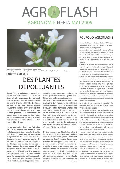 dEs PlANtEs déPolluANtEs - hepia