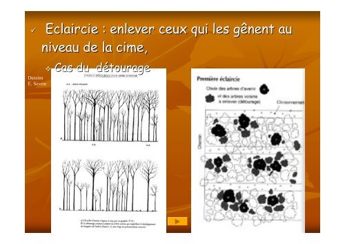 Sylviculture des chênes sessile et pédonculé - Caue 77