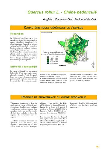 Chêne pédonculé - Pépinières forestières Moissenot