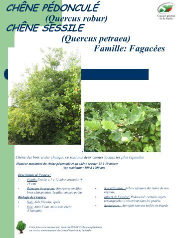 CHÊNE PÉDONCULÉ (Quercus robur) CHÊNE SESSILE (Quercus ...