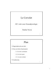 Le Cervelet Plan - Pauline Neveu