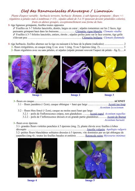 Clef des Renonculacées d'Auvergne / Limousin - Faune Flore du ...