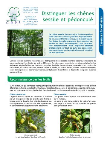 Distinguer les chênes sessile et pédonculé - CRPF Pays de la Loire