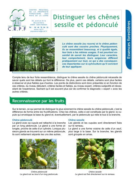 Distinguer les chênes sessile et pédonculé - CRPF Pays de la Loire