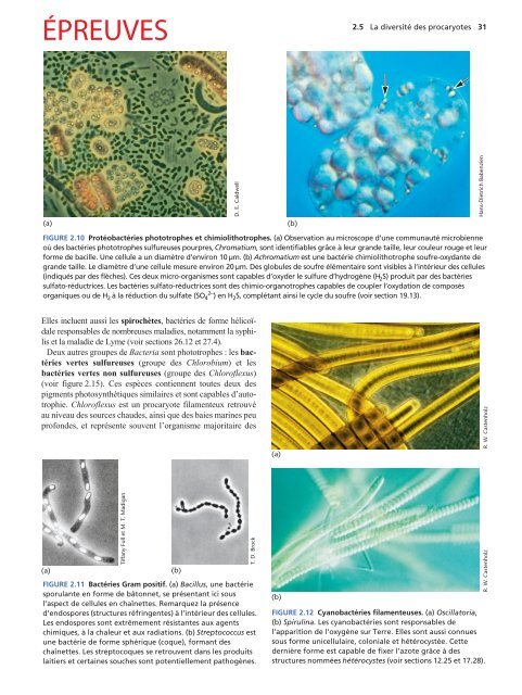 Vue d'ensemble de la vie microbienne - Pearson