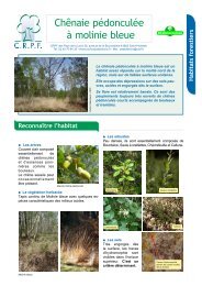 Chênaie pédonculée à molinie bleue - CRPF Pays de la Loire