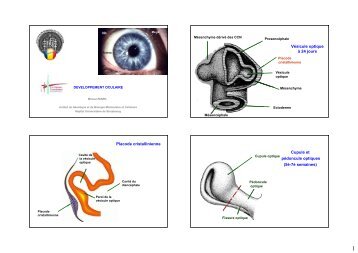 Vésicule optique à 24 jours Placode cristallinienne Cupule et ...