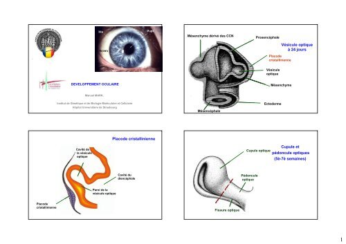Vésicule optique à 24 jours Placode cristallinienne Cupule et