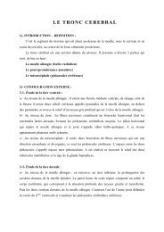 le tronc cerebral - Facmed-annaba.com
