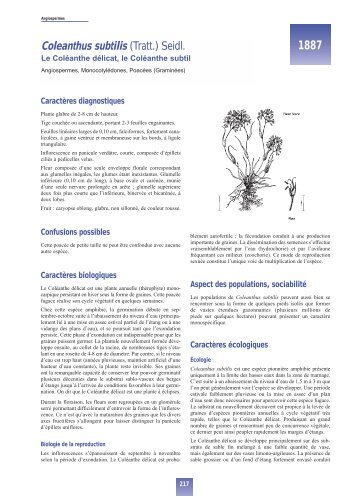 Coleanthus subtilis (Tratt.) Seidl. - Saint Malo Agglomération