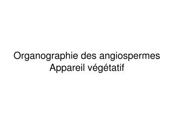 Organographie des angiospermes Appareil végétatif