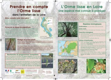 l'Orme lisse - Loiret Nature Environnement