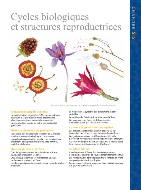 La reproduction sexuée chez les Pinophytes - To Take Nature - La Nature  sous toutes ses formes