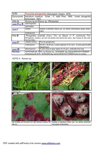 phragmitis Puccinia - Champignon passion