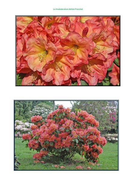 Adrien Franchet - Rhododendron