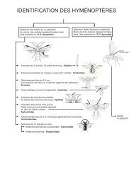 IDENTIFICATION DES HYMÉNOPTÈRES - Cégep de Sainte-Foy